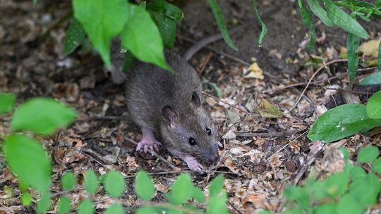 Eine Ratte sitzt in einem Vorgarten