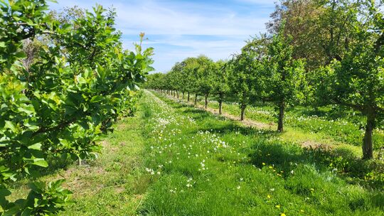 Obstbaumwiesen wie diese hier könnten für die Stadt interessant sein, weil sie häufig ökologisches Aufwertungspotenzial besitzen