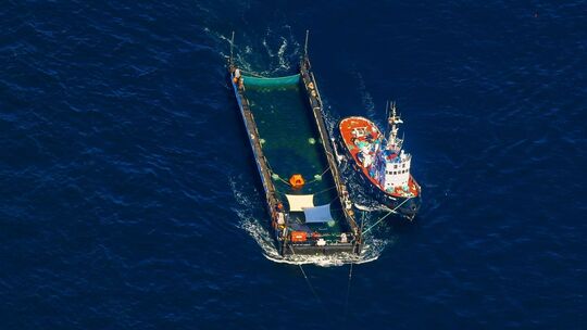 Weitere Entwicklung zum Buckelwal auf dem Weg aus der Ostsee