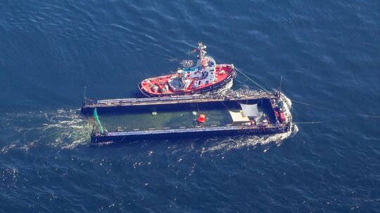 Weitere Entwicklung zum Buckelwal auf dem Weg aus der Ostsee