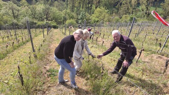Arbeiten im Steilhang: (von links) Gerlinde Klas, Gabriele Heinrich und Bernhard Hoffmann. Klas ist neu in dem Projekt "Winzer f