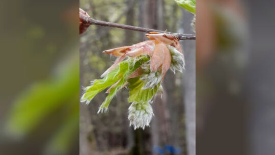 Warum es derzeit im Wald besonders viel Blütenstaub gibt