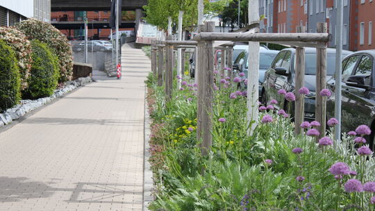 Staudenbeete, wie hier in der Beatusstraße, haben manche Koblenzer bestimmt auch zu Hause. Über den Sommer bringen sie lange Far
