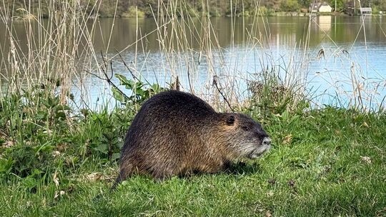 Nutria Nutria