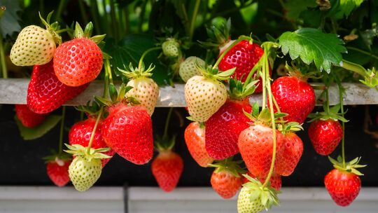 Erdbeeren sind reich an Vitamin-C. Eine 200-Gramm-Schale deckt bereits den Tagesbedarf eines Erwachsenen.