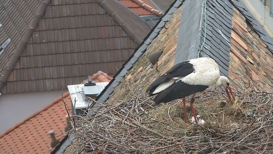 Jungstörche sind im Nest Jungstörche sind im Nest
