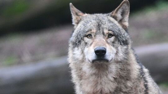 Der Westerwälder Wolsrüde GW1896 könnte seinen Lebensraum dauerhaft ins Sauerland verlegt haben. (Symbolbild)