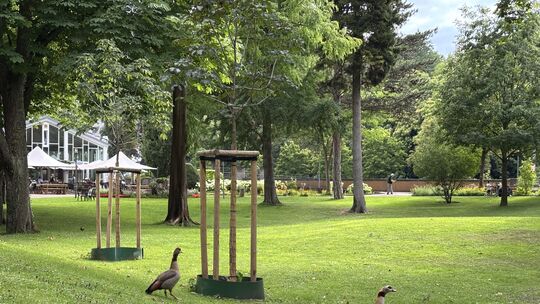 Das Hildegard-Festivals soll im August im Bad Kreuznacher Kurpark stattfinden. Die Planungen dazu laufen.