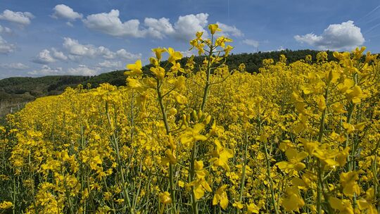 Die Rapsblüte bei Schmißberg bildet ein gelbes Pflanzenmeer.