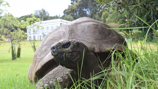 Die älteste Schildkröte der Welt