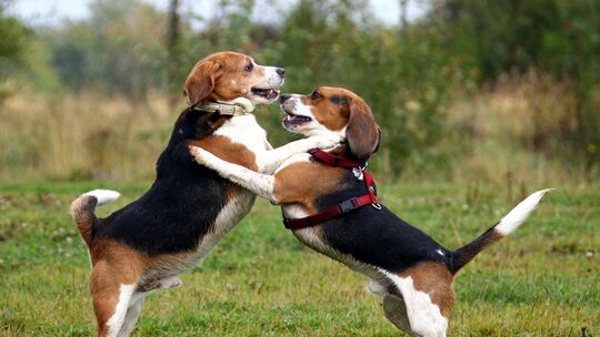 Zwei ehemalige Labor-Beagles spielen miteinander. Als Versuchstiere bestimmte Artgenossen wurden im vergangenen Herbst über den
