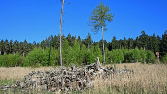 Einen Eindruck davon, wie stark der Wildverbiss die Naturverjüngung verhindern kann, vermittelt diese Aufnahme aus dem Soonwald.