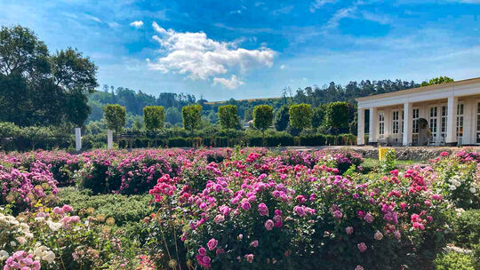 Im Inneren des Botanischen Gartens erwartet die Besucher ab dem 14. Juni ein Blumenmeer.