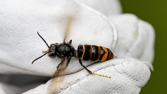 Eine Asiatische Hornisse (Vespa velutina) wird von einem Biologen mit einem Handschuh gehalten. Sie ist eine von 46 invasiven Ar