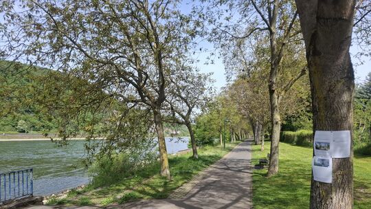Die Bäume auf der rechten Seite am Niederlahnstein Rheinufer müssen in den kommenden Jahren weichen. Der Rad- und Fußweg wird er Die Bäume auf der rechten Seite am Niederlahnstein Rheinufer müssen in den kommenden Jahren weichen. Der Rad- und Fußweg wird er