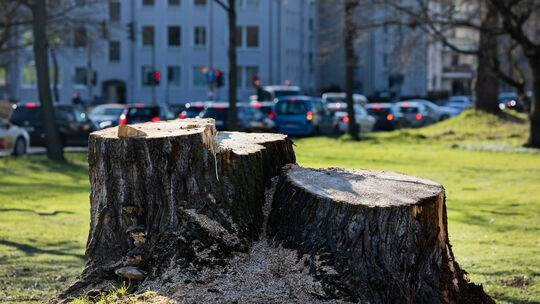 Um Bäume ab einer gewissen Größe fällen zu dürfen, brauchte es in Koblenz seit Herbst 2021 eine Genehmigung - bis der Stadtrat b