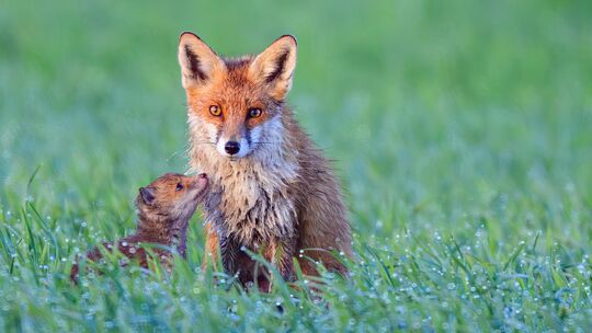 Im Frühjahr bekommen viele Wildtiere Nachwuchs: Wie man sich verhält, wenn man auf die Jungtiere trifft und was zu tun ist, wenn