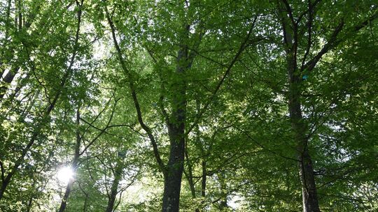 Waldbegehung im Grünen: In diesem Jahr sollte der Wald in Hahnstätten aus einem anderen Blickwinkel betrachtet werden.