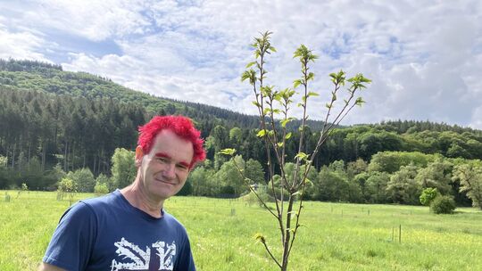 400 Kastanienbäume hat Christoph Engels im Alftal bereits gepflanzt, meist auf Streuobstwiesen.