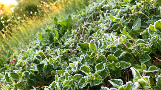 Glaubt man regionalen Bauernregeln, bringen die Eisheiligen die letzten Frostnächte des Frühjahrs.