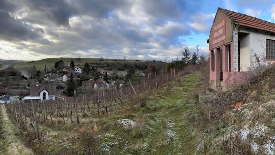 Die Kalkofener Graukatz ist der letzte Weinberg des Ortes, der früher mal ganze 25 Lagen hatte...