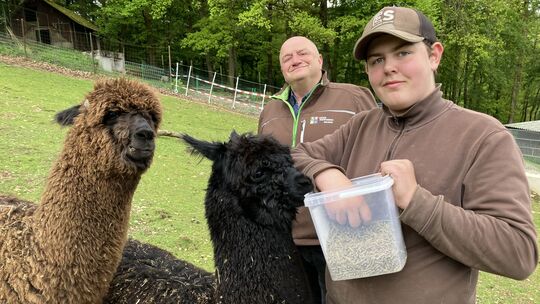 Der ehrenamtliche Tierhelfer Christopher Hochhard füttert die Alpakas Hanni und Nanni, im Hintergrund freut sich Parkleiter Gerd