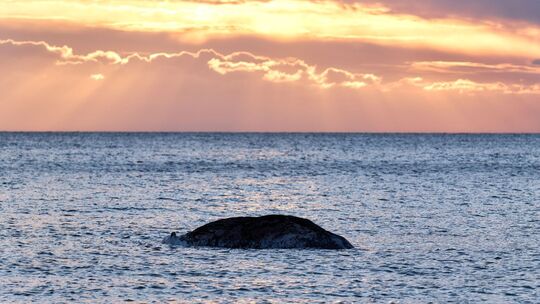 Toter Wal vor dänischer Insel Anholt entdeckt