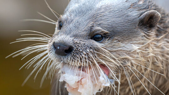 Otter sind sehr gesellige Tiere: nicht die schlechteste Voraussetzung für das Amt der Edelsteinmajestät...