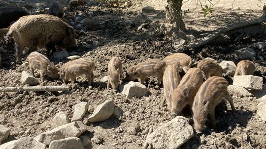 Die niedlichen Frischlinge ziehen im Frühjahr besonders die Kinder an den Zaun des Wildschweingeheges.