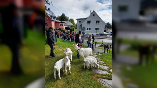 Die sechs Ziegen des Geißenvereins führten die Wanderung an Christi Himmelfahrt an. Die sechs Ziegen des Geißenvereins führten die Wanderung an Christi Himmelfahrt an.