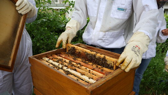 Die Schüler kommen den Bienen ganz nahe. Die Schüler kommen den Bienen ganz nahe.