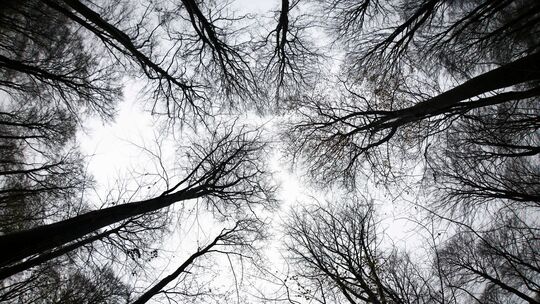 Wald