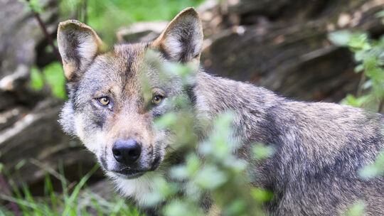 Wölfe sind bei verschiedenen Rissen im Westerwald als Verursacher nachgewiesen worden, so unter anderem in der VG Altenkirchen-F