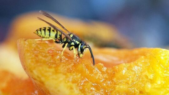 Früchte mögen Wespen besonders gern