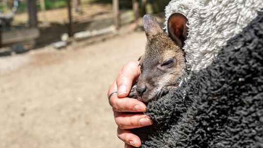 Tierpark-Chefin zieht Känguru-Baby im Pulli auf Tierpark-Chefin zieht Känguru-Baby im Pulli auf