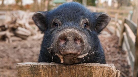 Oink. Resi und Rosi Rüsselchen, zwei Minischweindamen, leben auch auf dem Hof.