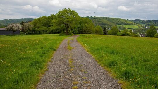 Aktuell finden sich "Auf der Platt" noch Wiesen, mit teilweise geschützten Arten und Lebensraumtypen - Hoppstädten-Weiersbach pl Aktuell finden sich "Auf der Platt" noch Wiesen, mit teilweise geschützten Arten und Lebensraumtypen - Hoppstädten-Weiersbach pl