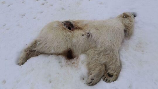Erster Fall von Vogelgrippe bei Eisbär in Europa