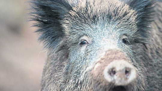 Die Afrikanische Schweinepest rückt mit infizierten Wildschweinen näher an den Westerwald heran.