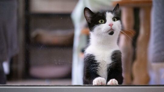 Katze