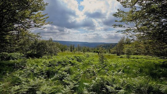Deutschlands Jüngster: Der Nationalpark Hunsrück-Hochwald