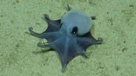 Forscher finden winzige Oktopus-Art vor den Galápagos-Inseln Forscher finden winzige Oktopus-Art vor den Galápagos-Inseln