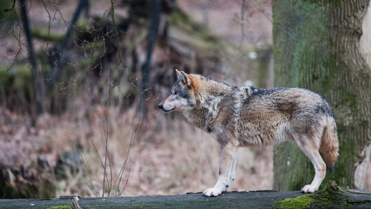 Wolfsrüde GW2478 ist im Westerwald ein alter Bekannter. (Symbolbild)