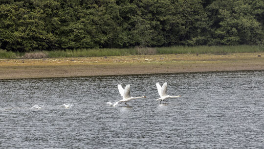 Zumindest für einige Schwäne ist der Dreifelder Weiher schon wieder attraktiv. Bis er seine ökologische Funktion wieder erfüllt,