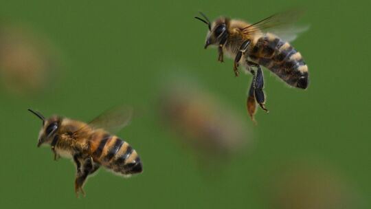 Honigbienen im Flug Honigbienen im Flug