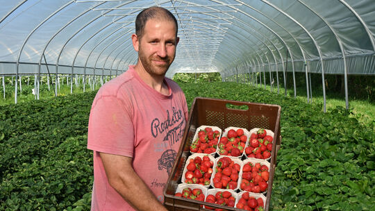 Aromatische Erdbeeren erntet zur Zeit Daniel Bender und seine Helfer tagtäglich in den folienbespannnten Gewächshäusern. Unter d Aromatische Erdbeeren erntet zur Zeit Daniel Bender und seine Helfer tagtäglich in den folienbespannnten Gewächshäusern. Unter d