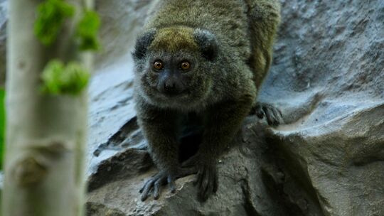 Alaotra-Halbmaki im Zoo Neuwied