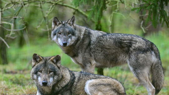 Ein Wolfspaar gibt es im Gebiet des Hachenburger Rudels offenbar schon länger nicht mehr.