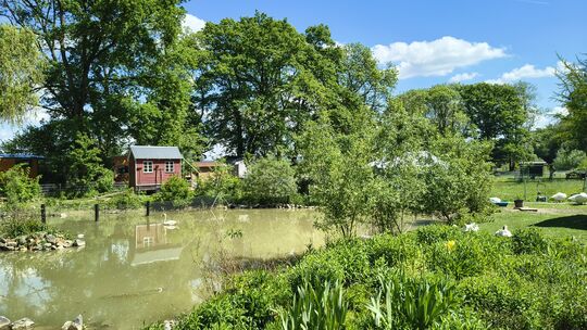 Das Schwanenteichgelände soll ein neues Zuhause finden. Und für die Wasservögel soll es einen neuen Teich geben.