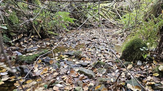 In sommerlichen Trockenzeiten fallen etliche Bachläufe und Quellschüttungen im und rund um den Nationalpark immer wieder trocken
